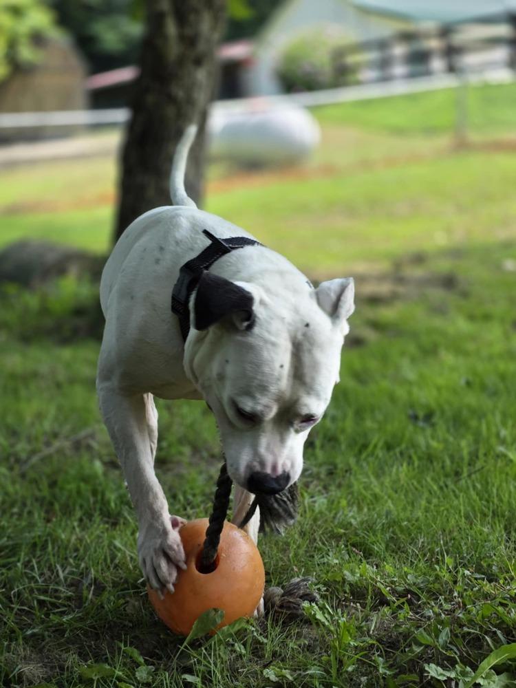 Spike, a Adoptable mixed breed in Osgood, IN image 4/6