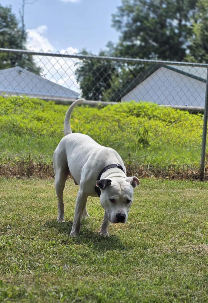 Spike, a Adoptable mixed breed in Osgood, IN image 5/6