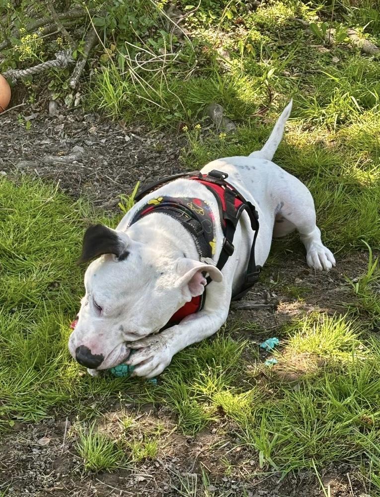 Spike, a Adoptable mixed breed in Osgood, IN image 5/6