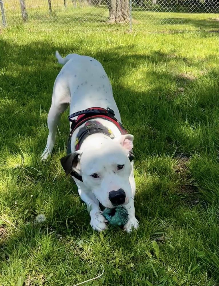 Spike, a Adoptable mixed breed in Osgood, IN image 6/6