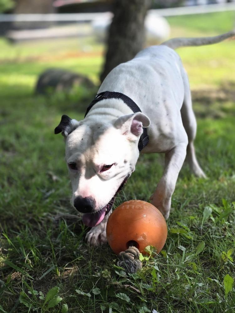 Spike, a Adoptable mixed breed in Osgood, IN image 6/6