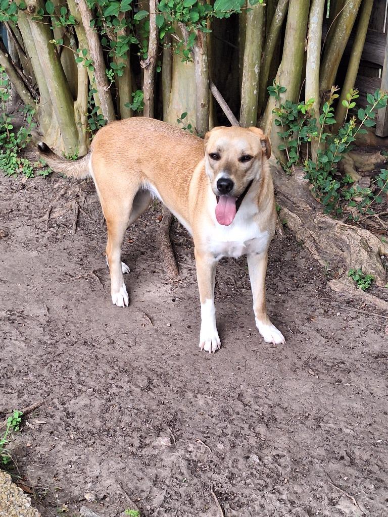 Enlarge Diva - Davan, a Adoptable mixed breed in Spring, TX image 3/6