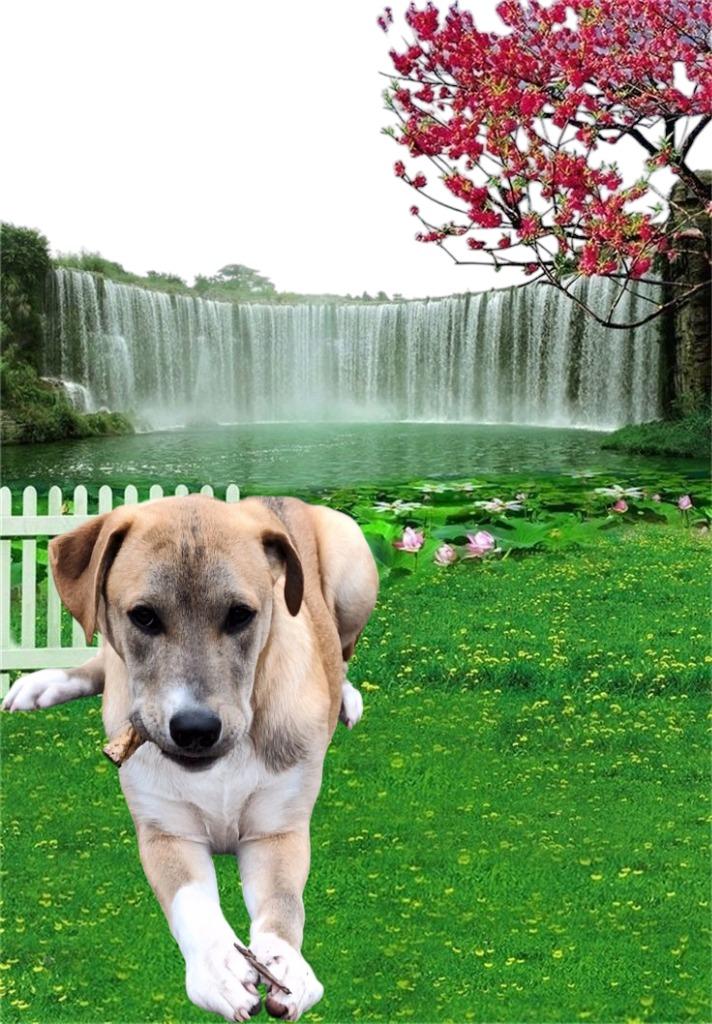 Enlarge Diva - Davan, a Adoptable mixed breed in Spring, TX image 3/6