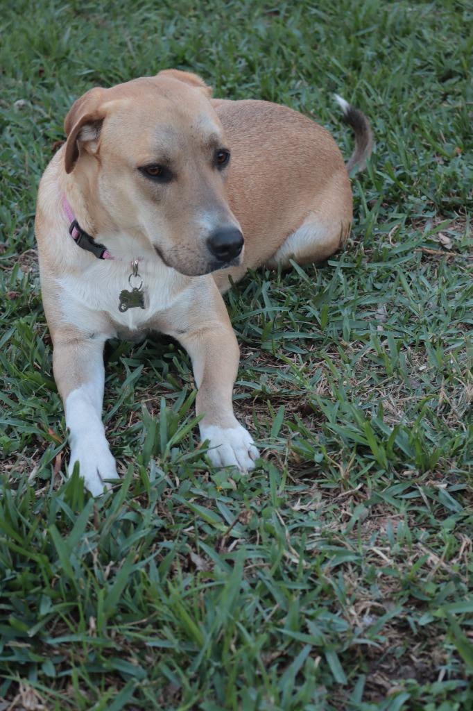 Enlarge Diva - Davan, a Adoptable mixed breed in Spring, TX image 5/6