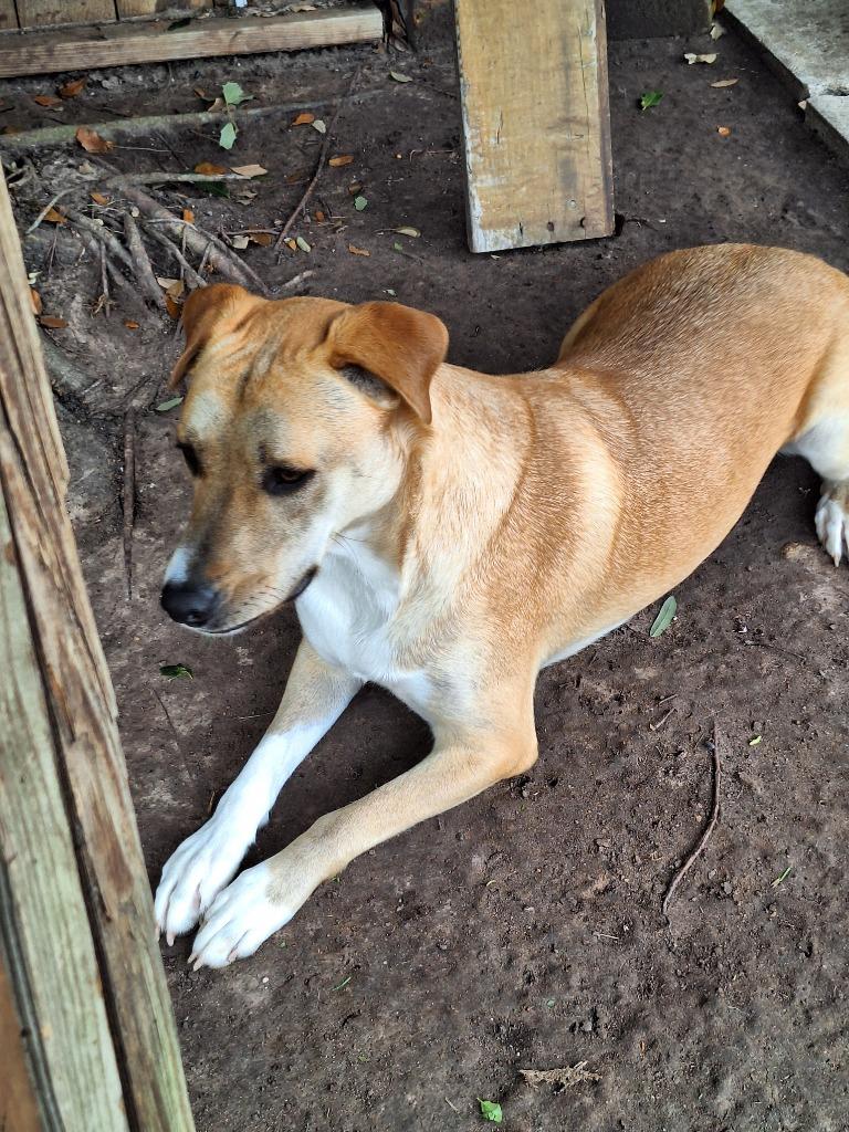 Diva - Davan, a Adoptable mixed breed in Spring, TX image 4/6