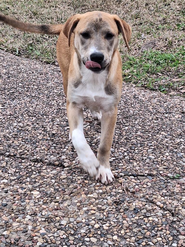 Enlarge Diva - Davan, a Adoptable mixed breed in Spring, TX image 5/6