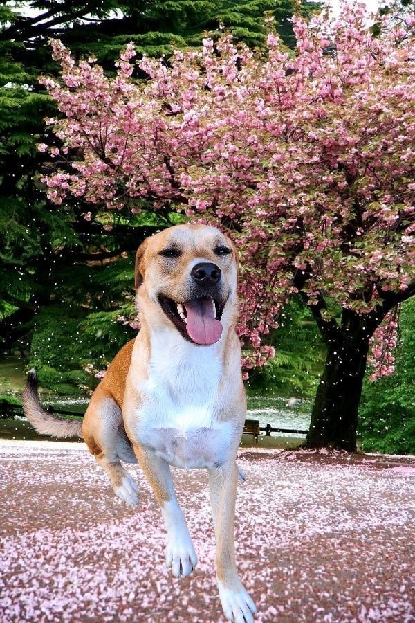 Enlarge Diva - Davan, a Adoptable mixed breed in Spring, TX image 6/6