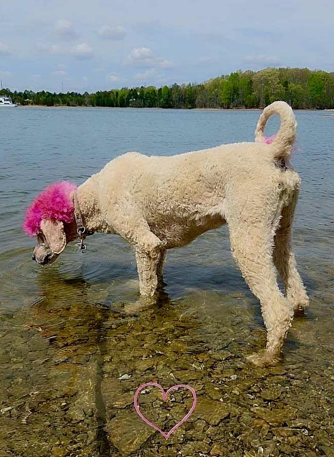 Lucky, Adopted, Adult Male Standard Poodle.