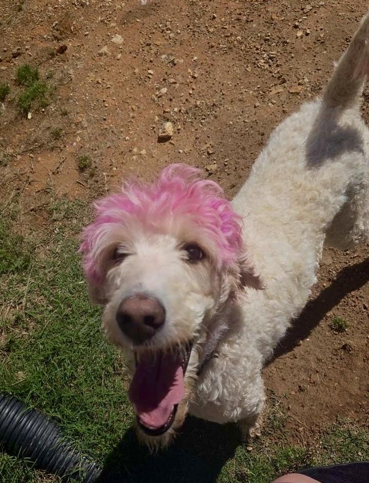 Enlarge Lucky, a Adopted Standard Poodle in Maryville, TN image 2/3