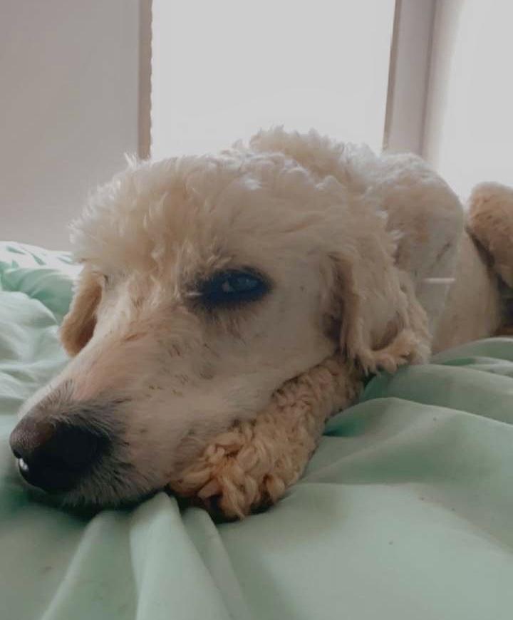 Enlarge Lucky, a Adopted Standard Poodle in Maryville, TN image 3/3