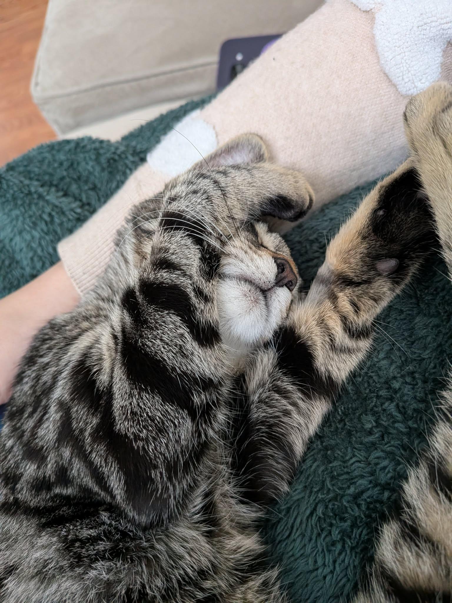 Enlarge Chocolate Chip, a ADOPTABLE Tabby in Wadsworth, IL image 5/5
