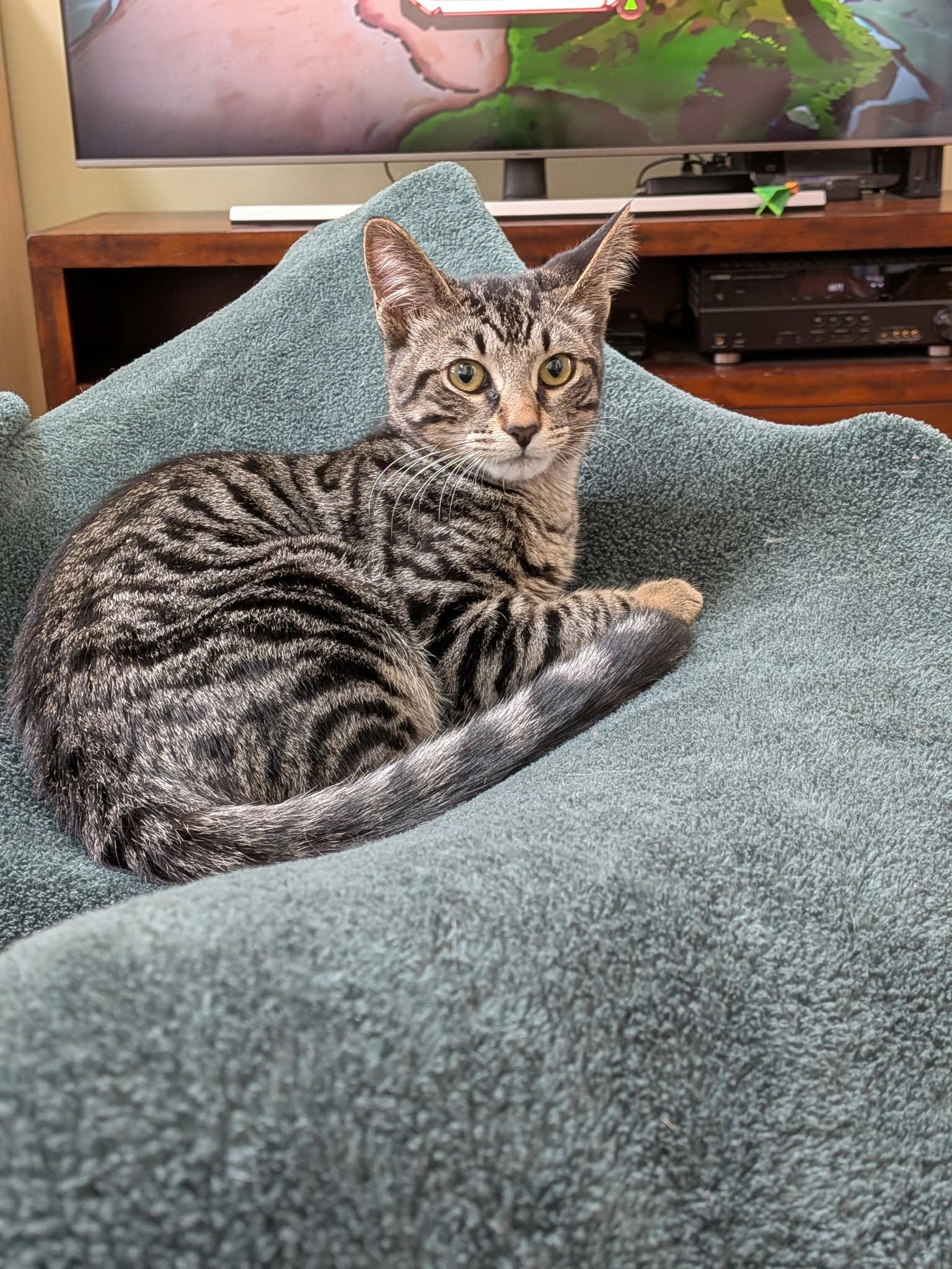 Enlarge Chocolate Chip, a ADOPTABLE Tabby in Wadsworth, IL image 4/5