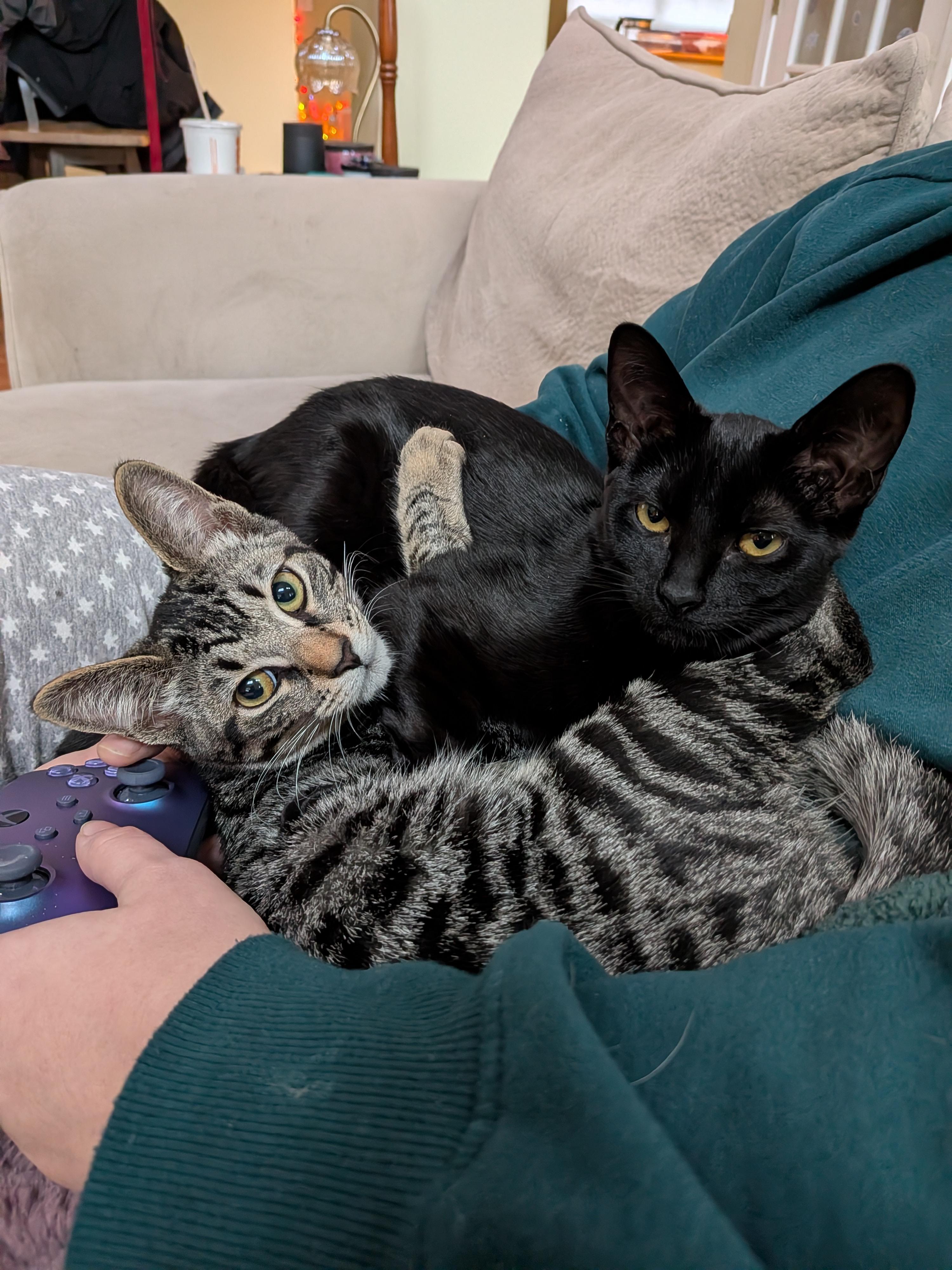 Chocolate Chip and Peppermint, ADOPTABLE, Kitten Female Tabby.