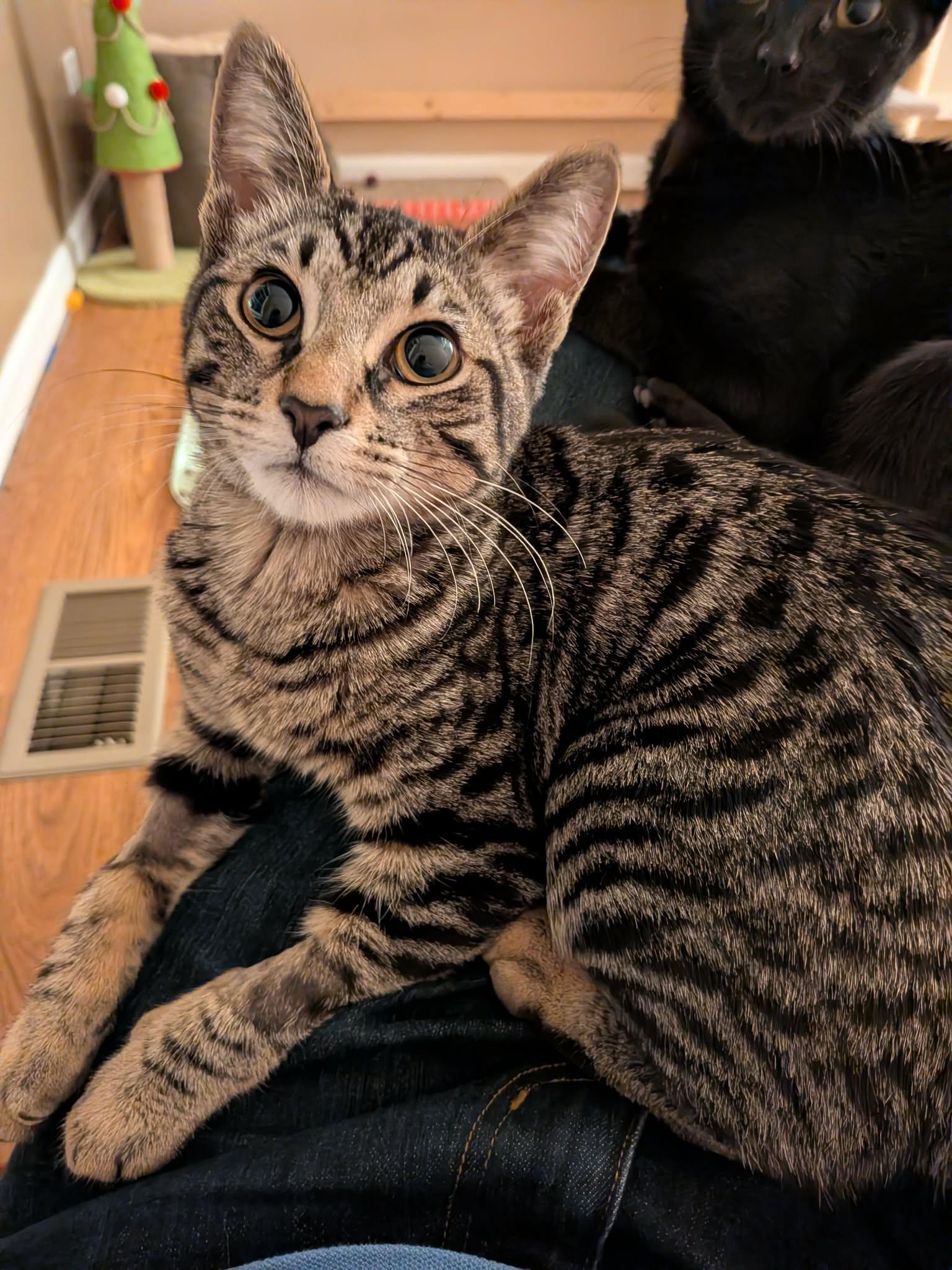 Enlarge Chocolate Chip, a ADOPTABLE Tabby in Wadsworth, IL image 1/5