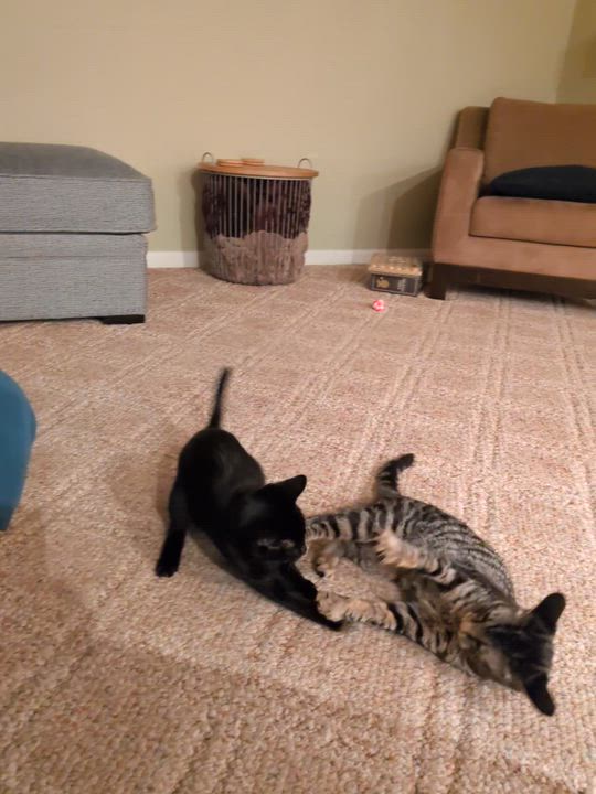 Enlarge Chocolate Chip and Peppermint, a ADOPTABLE Tabby in Wadsworth, IL video 6/6