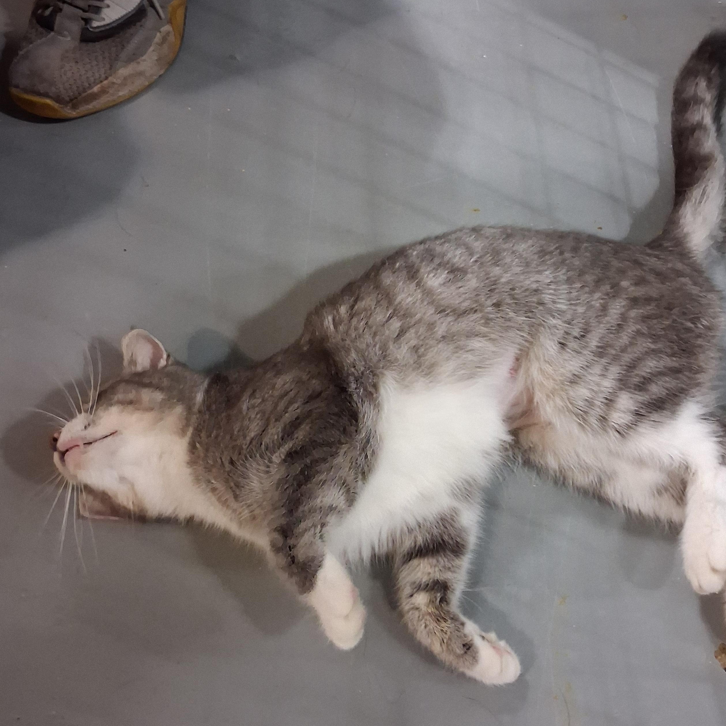 Enlarge Athena, a Adoptable American Shorthair in Iowa Falls, IA image 2/5