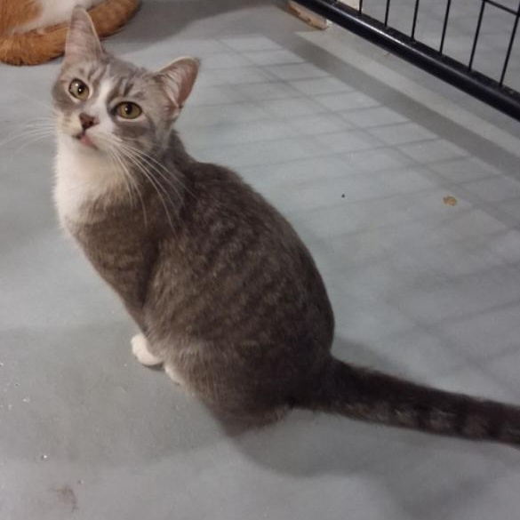 Enlarge Athena, a Adoptable American Shorthair in Iowa Falls, IA image 3/5
