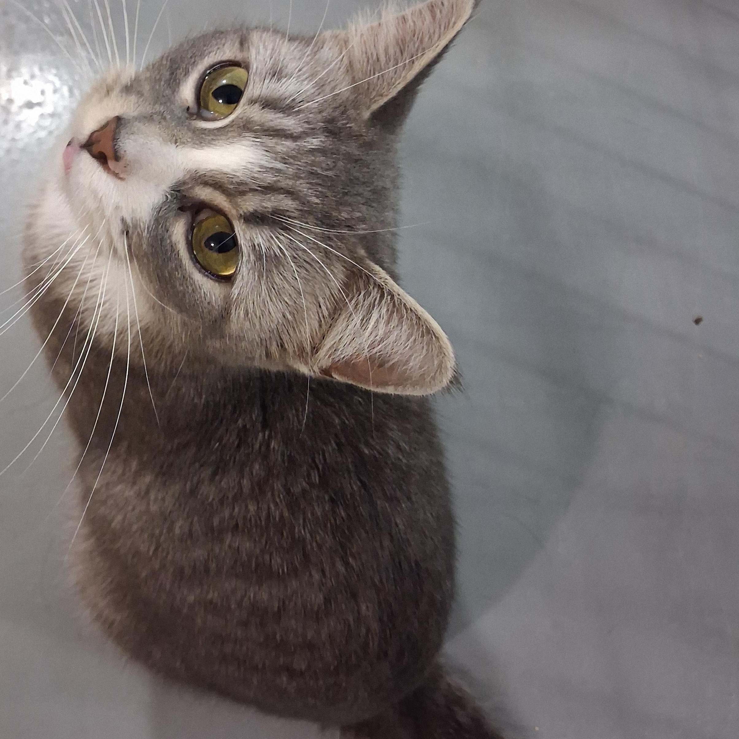 Enlarge Athena, a Adoptable American Shorthair in Iowa Falls, IA image 5/5