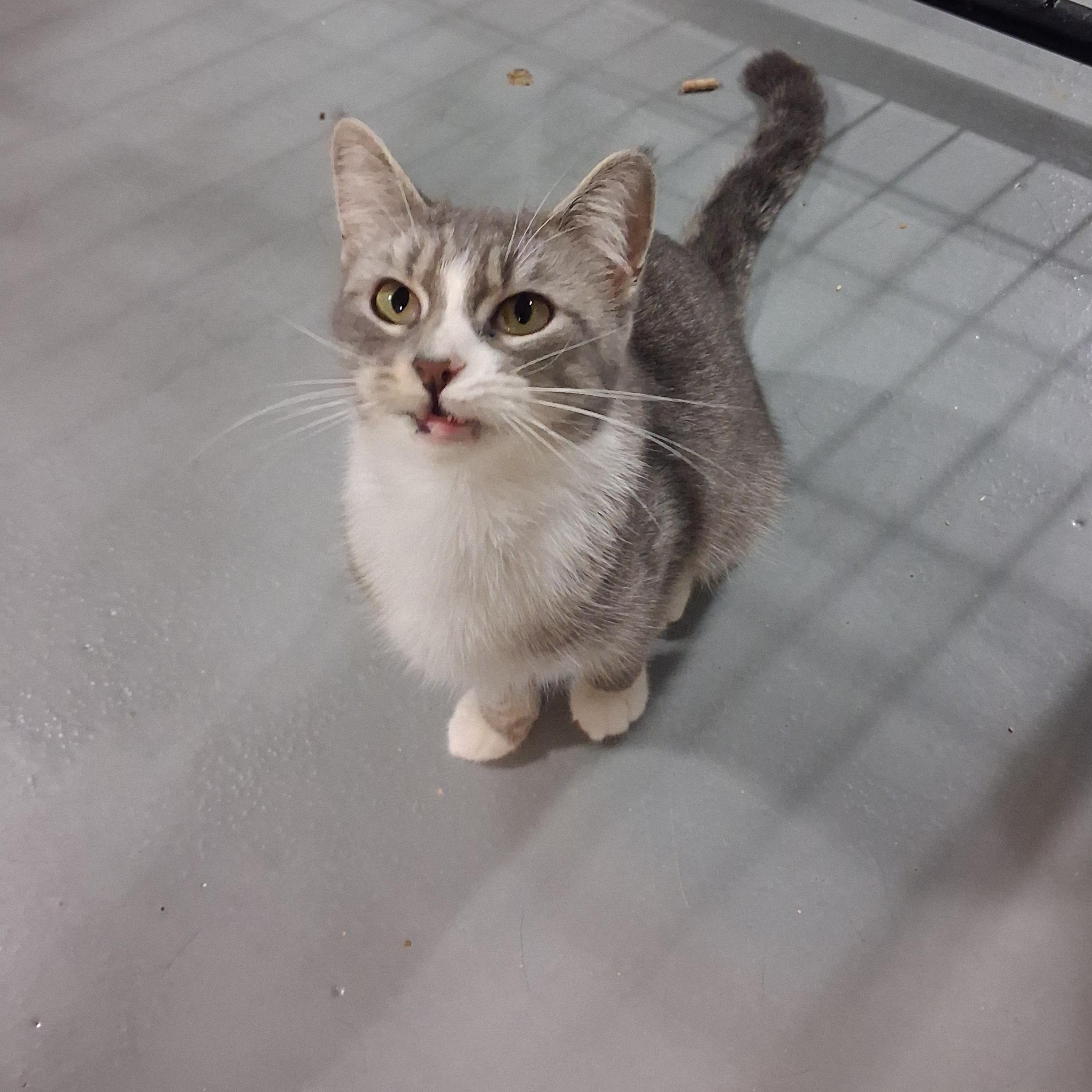 Athena, Adoptable, Young Female American Shorthair.