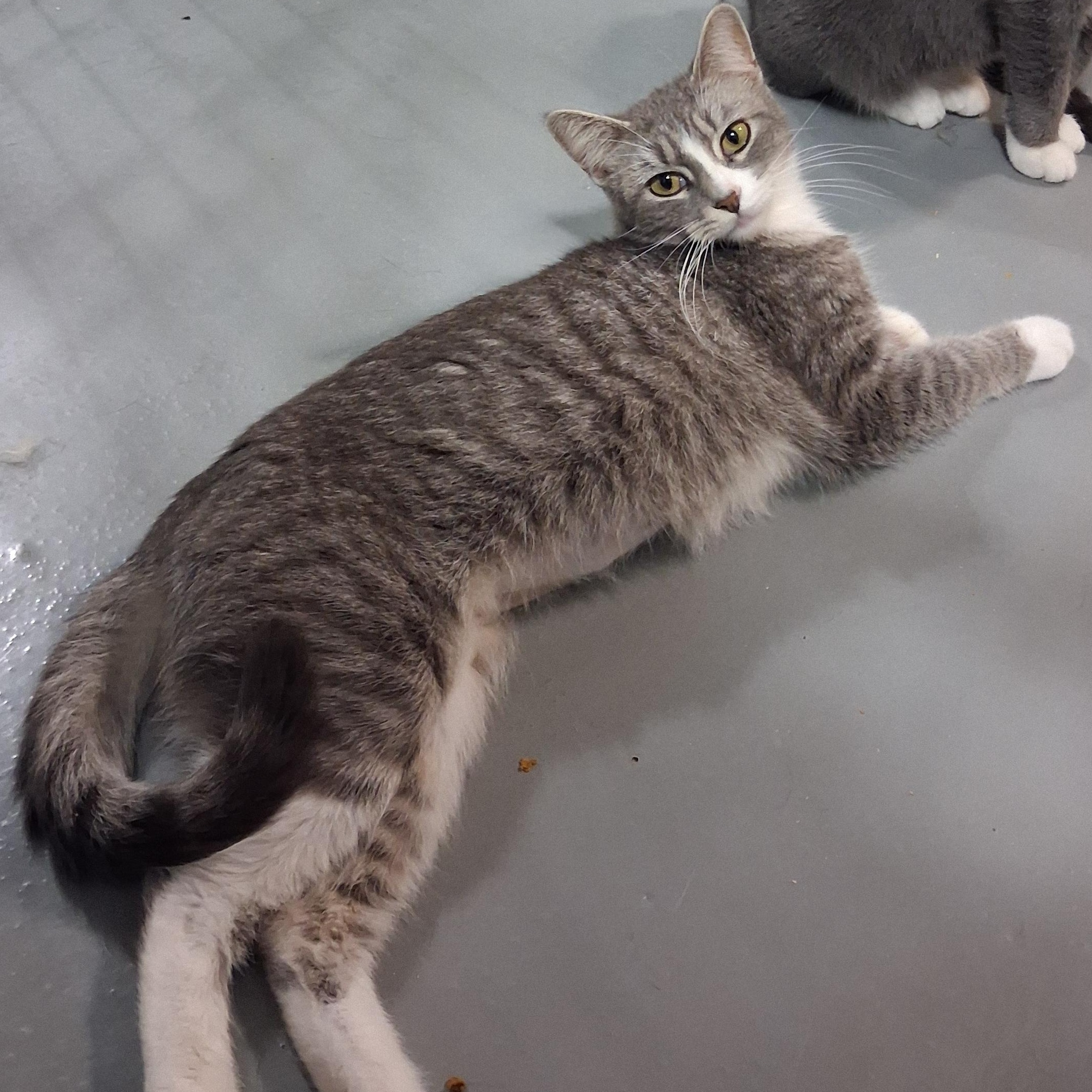 Enlarge Athena, a Adoptable American Shorthair in Iowa Falls, IA image 4/5