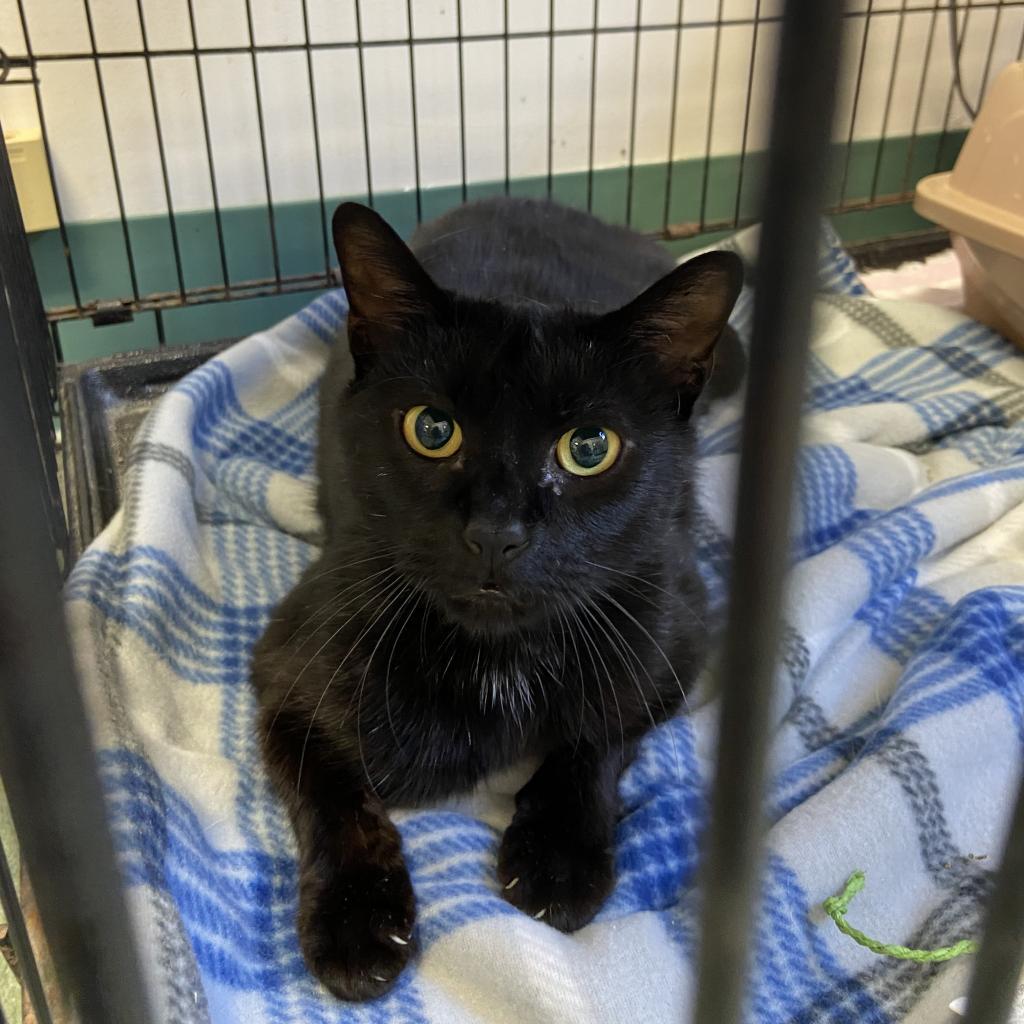 Cassie #21-476, Adoptable, Senior Female Domestic Short Hair.