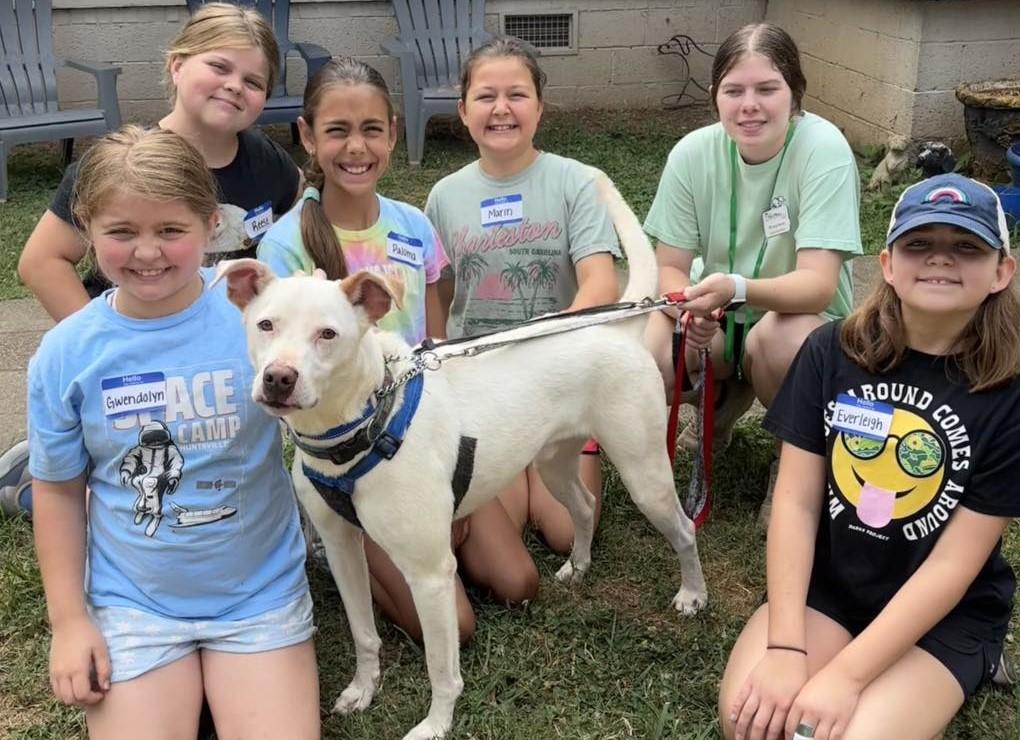 Colby, a Adoptable mixed breed in Marietta, GA image 4/4