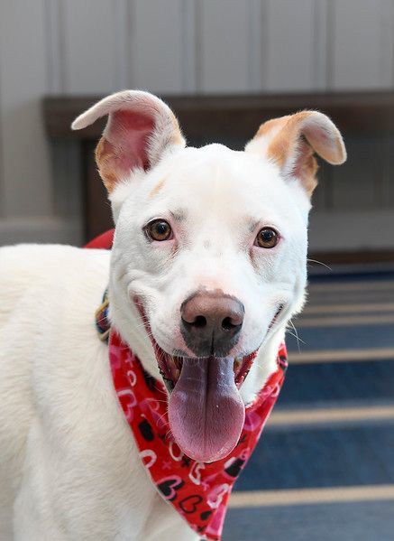 Colby, a Adoptable mixed breed in Marietta, GA image 1/4