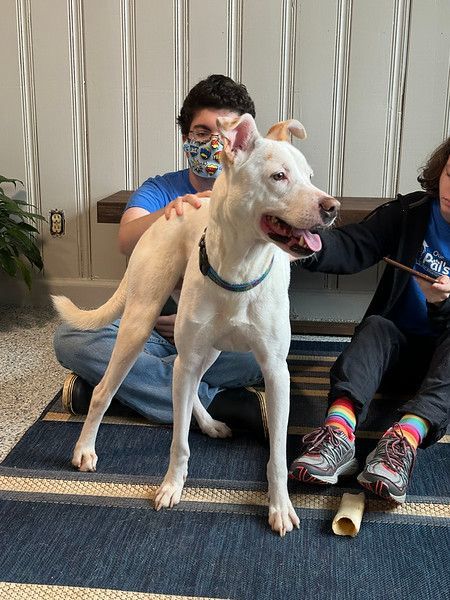 Colby, a Adoptable mixed breed in Marietta, GA image 3/4