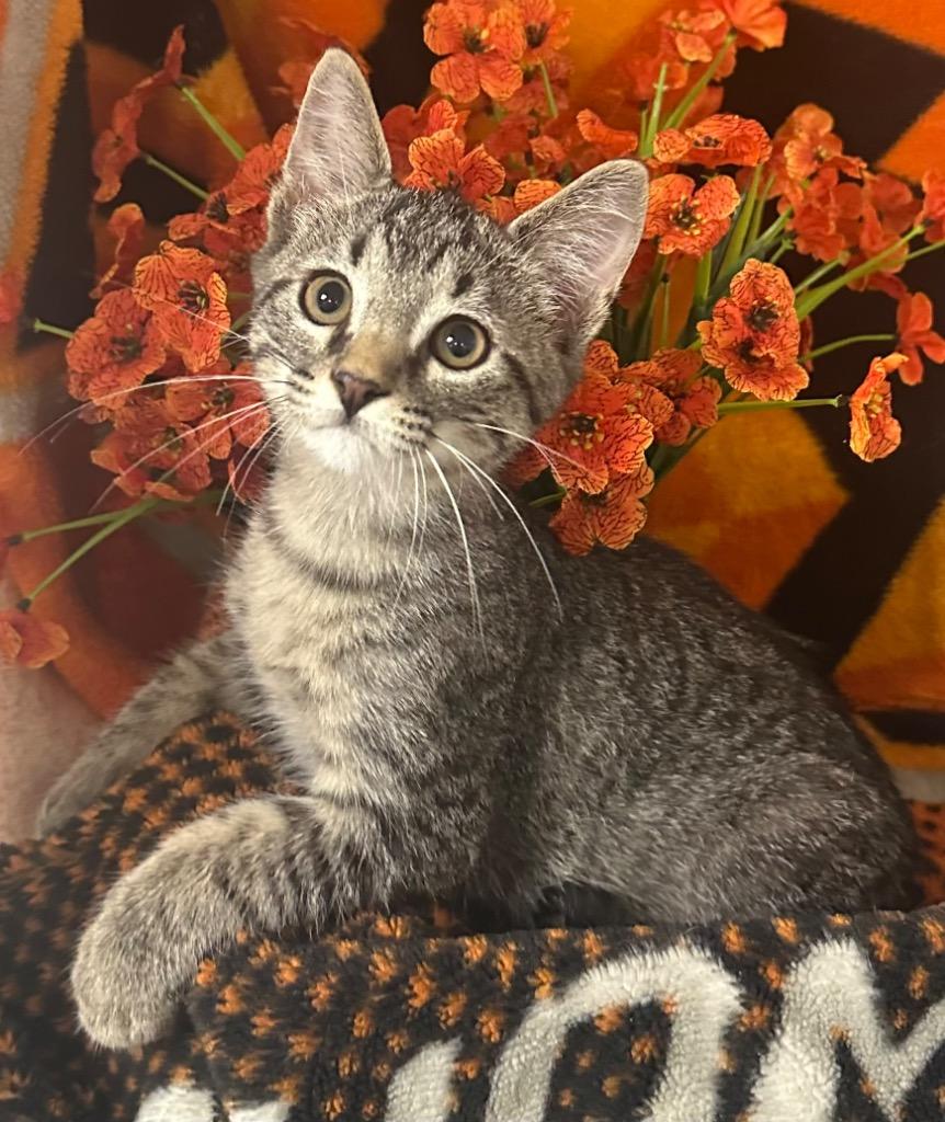 2/6/26 - Mars, Adoptable, Kitten Male Domestic Short Hair.