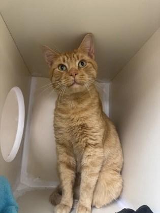 Enlarge Johnny, a ADOPTABLE mixed breed in Gloucester, MA image 1/1