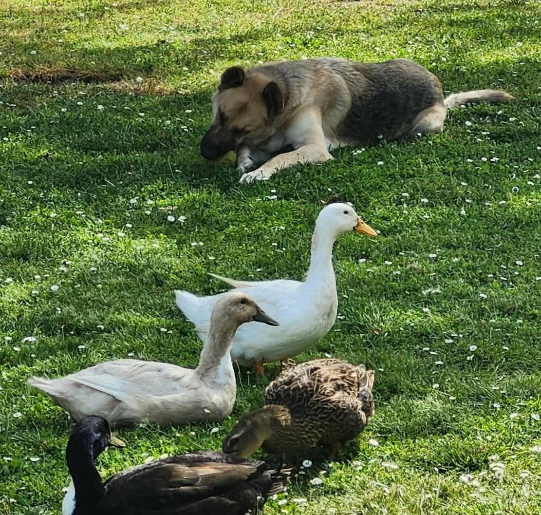 Gregory , a ADOPTABLE German Shepherd Dog in Roseburg, OR image 6/6
