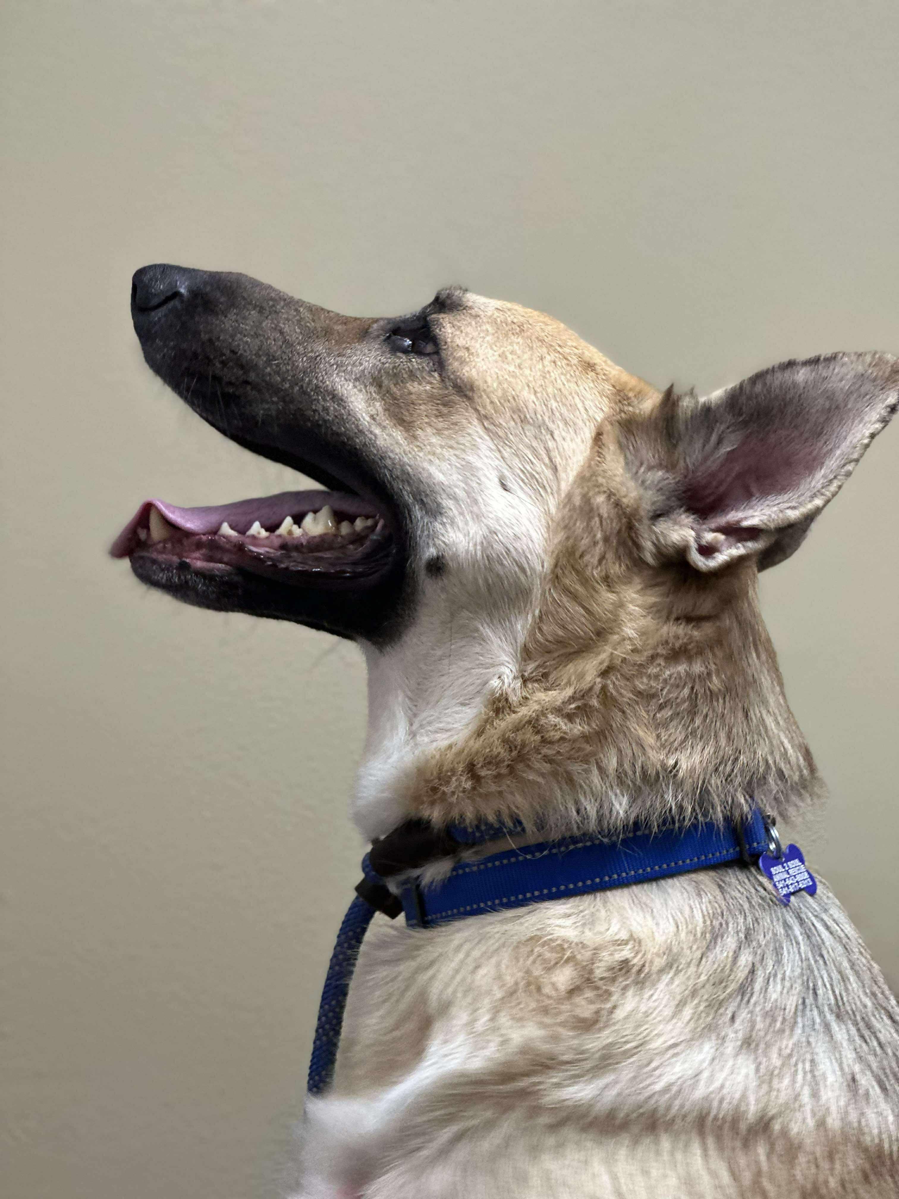 Enlarge Gregory , a ADOPTABLE German Shepherd Dog in Roseburg, OR image 3/5