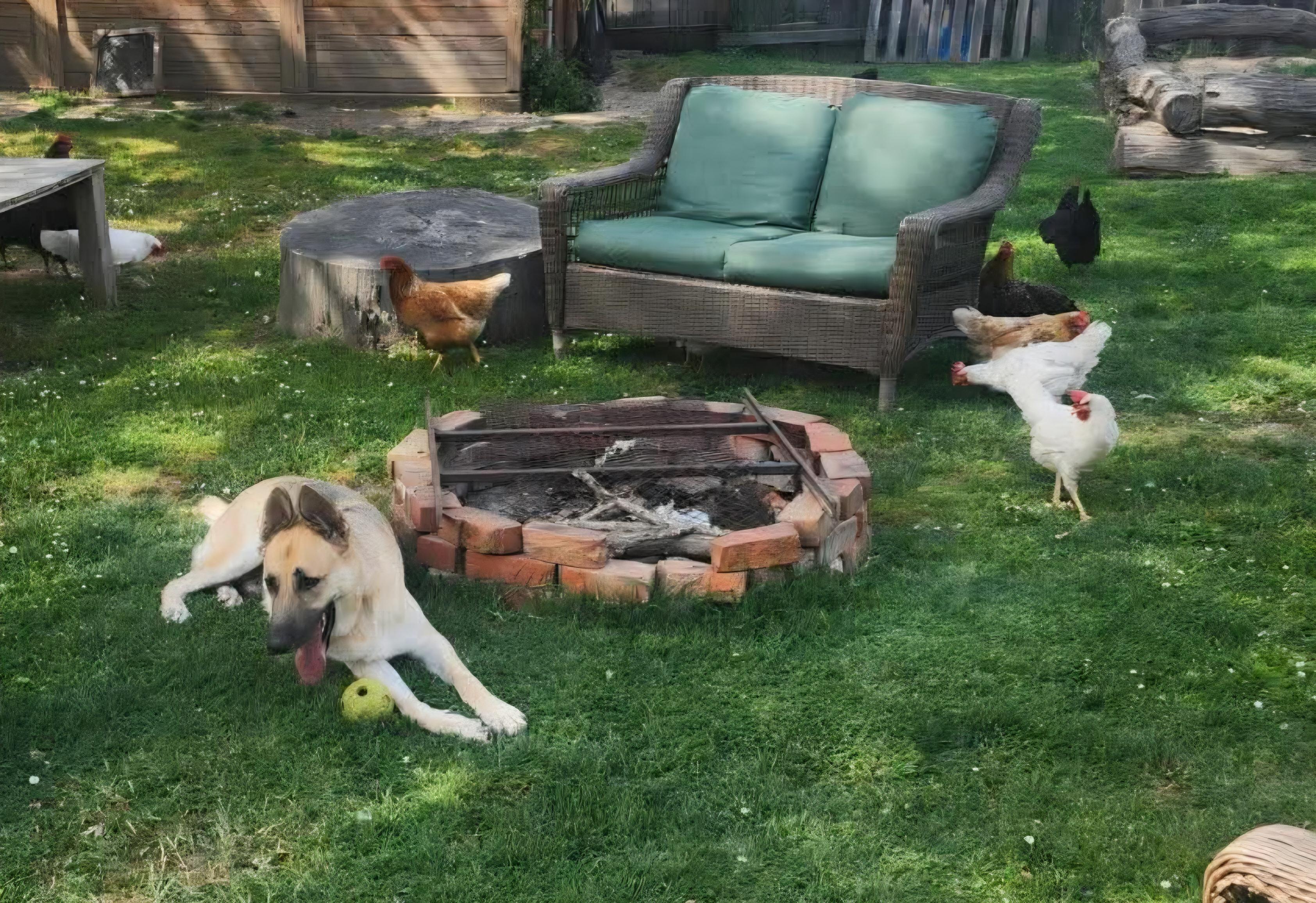 Gregory , ADOPTABLE, Adult Male German Shepherd Dog.