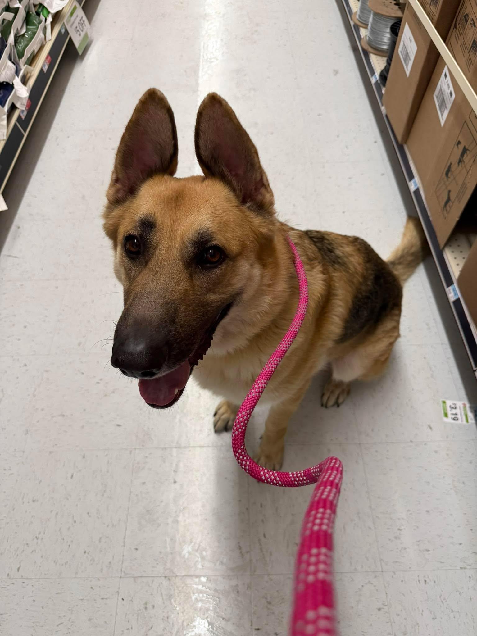 Enlarge Gregory , a ADOPTABLE German Shepherd Dog in Roseburg, OR image 2/6