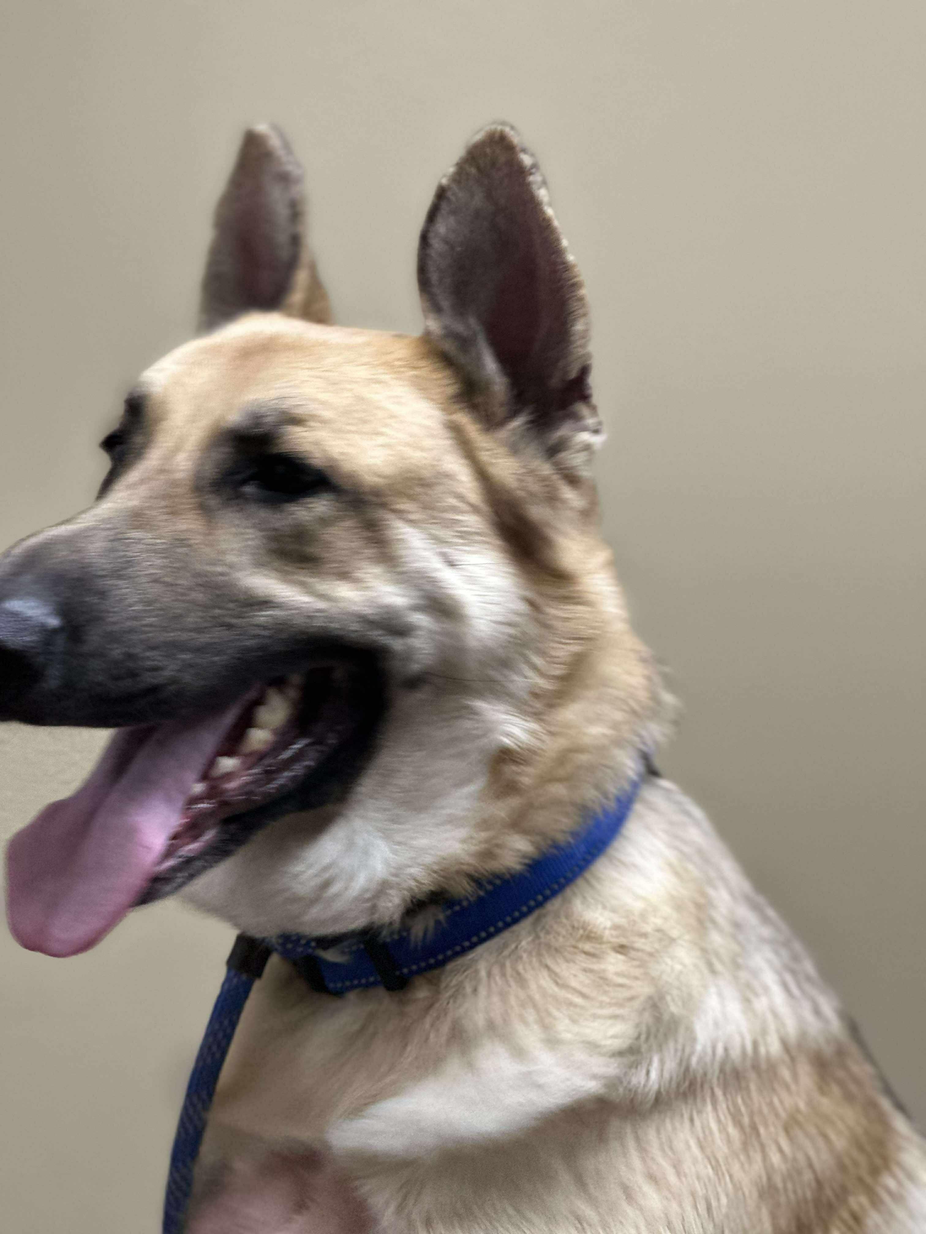 Gregory , ADOPTABLE, Adult Male German Shepherd Dog.