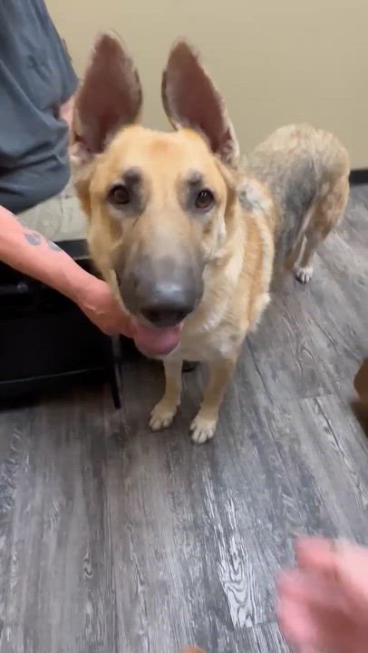 Enlarge Gregory , a ADOPTABLE German Shepherd Dog in Roseburg, OR video 4/5