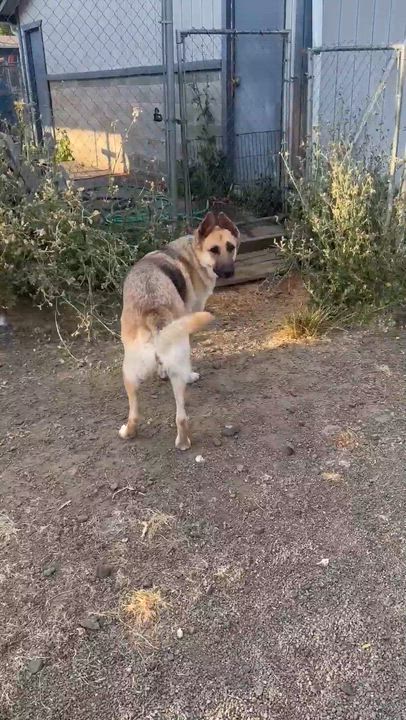 Enlarge Gregory , a ADOPTABLE German Shepherd Dog in Roseburg, OR video 5/5