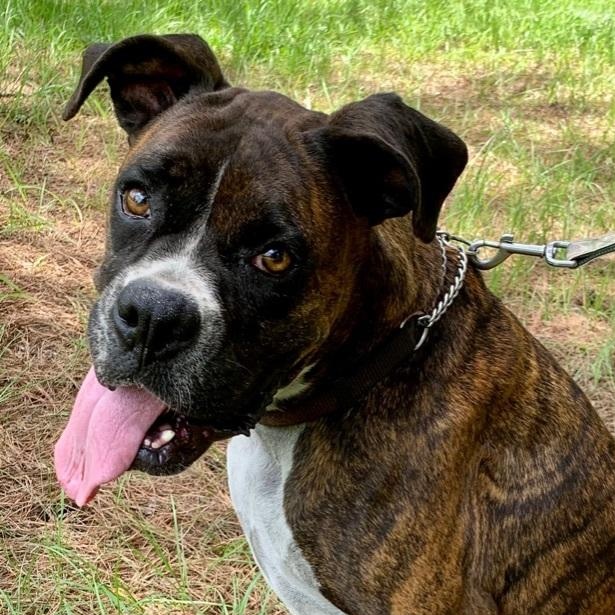 Enlarge Sweet Hazelnut, a ADOPTABLE Boxer in Warwick, RI image 1/6