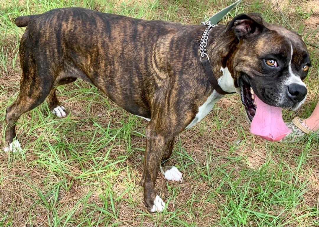 Enlarge Sweet Hazelnut, a ADOPTABLE Boxer in Warwick, RI image 2/6