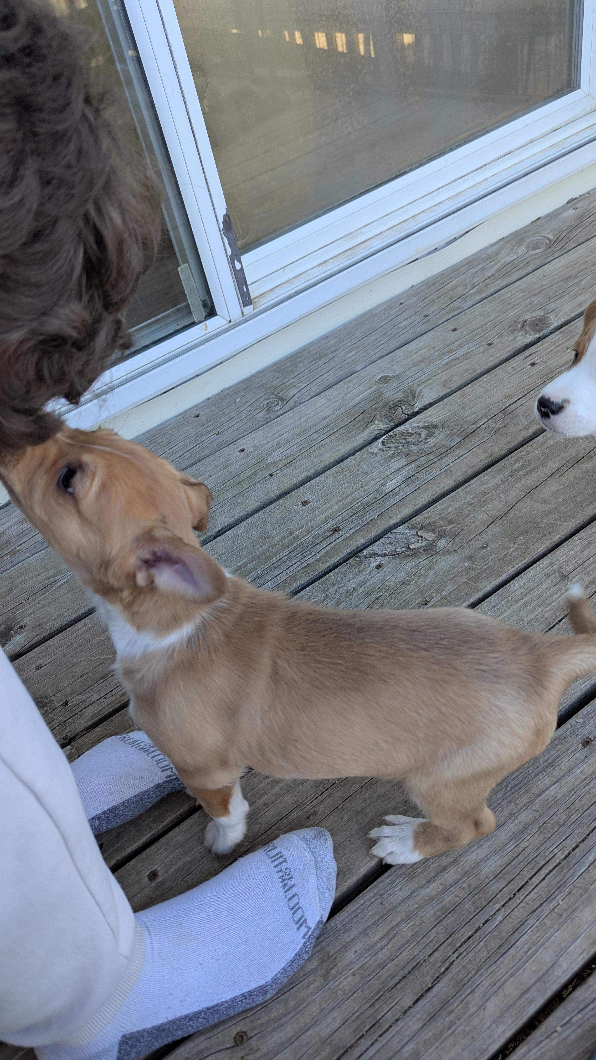 Enlarge Carson, a Adopted mixed breed in Westmoreland, KS image 2/3