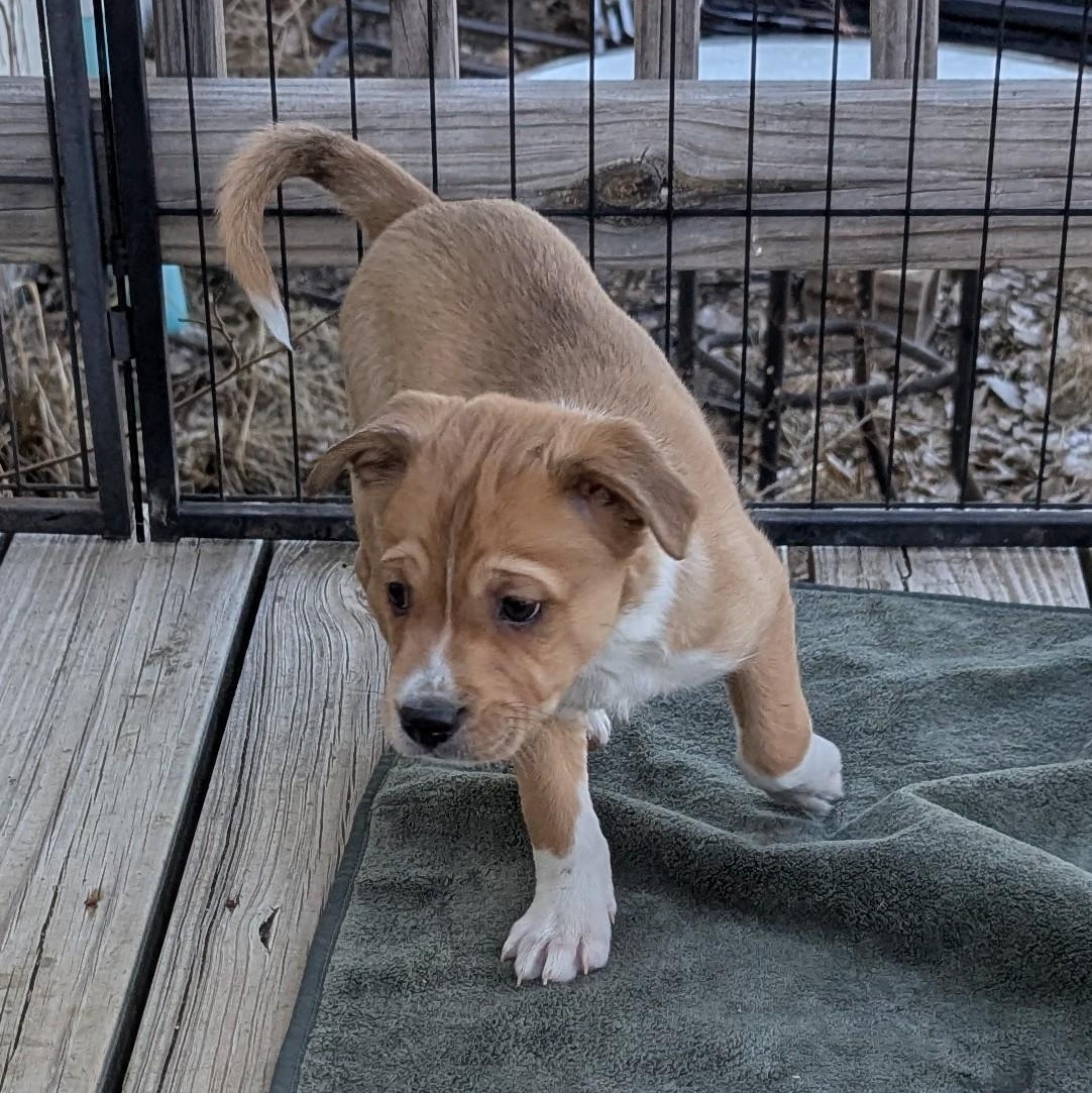 Enlarge Carson, a Adopted mixed breed in Westmoreland, KS image 1/3