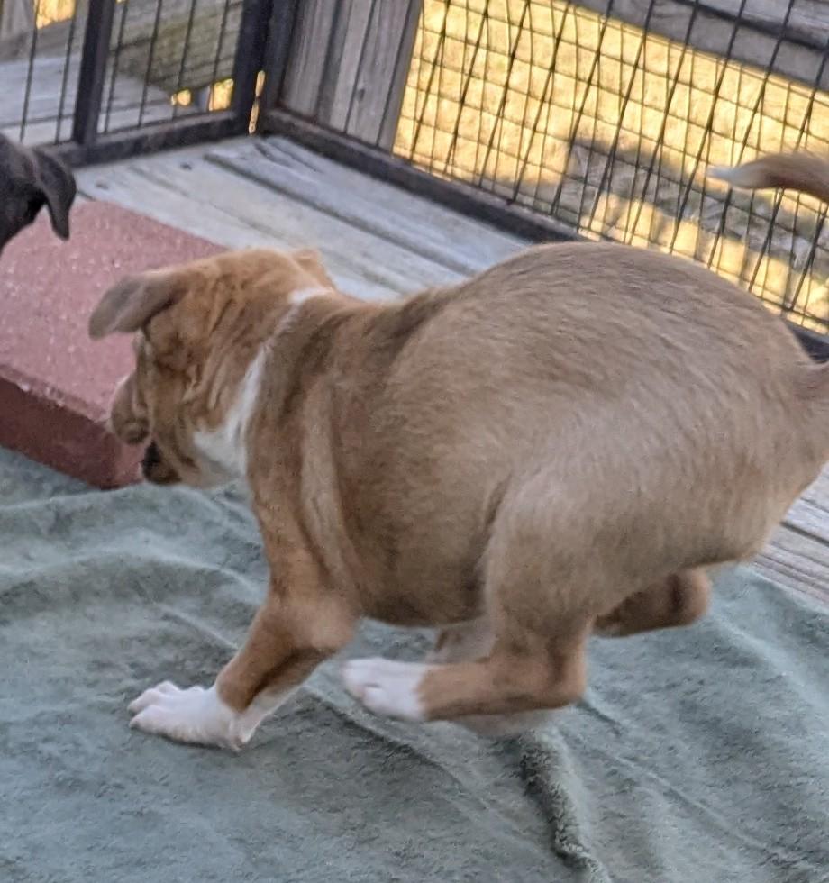Enlarge Carson, a Adopted mixed breed in Westmoreland, KS image 3/3