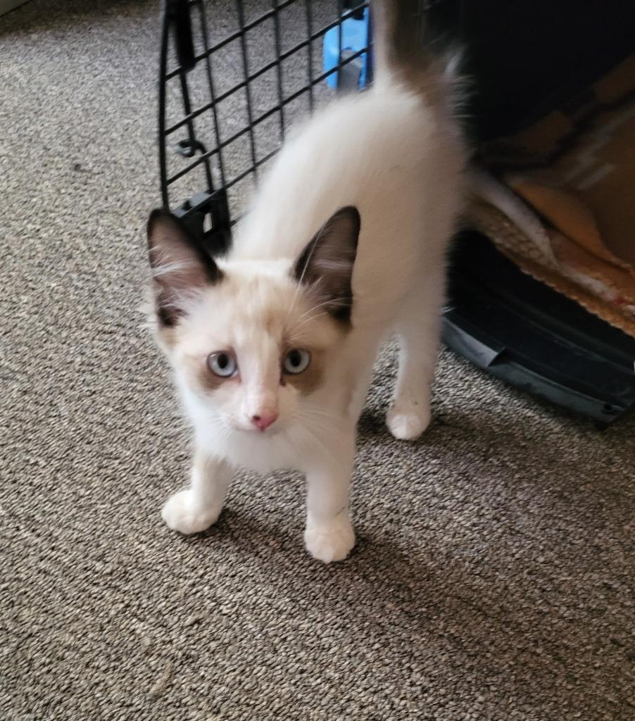 Milton, Adopted, Kitten Male Domestic Medium Hair.