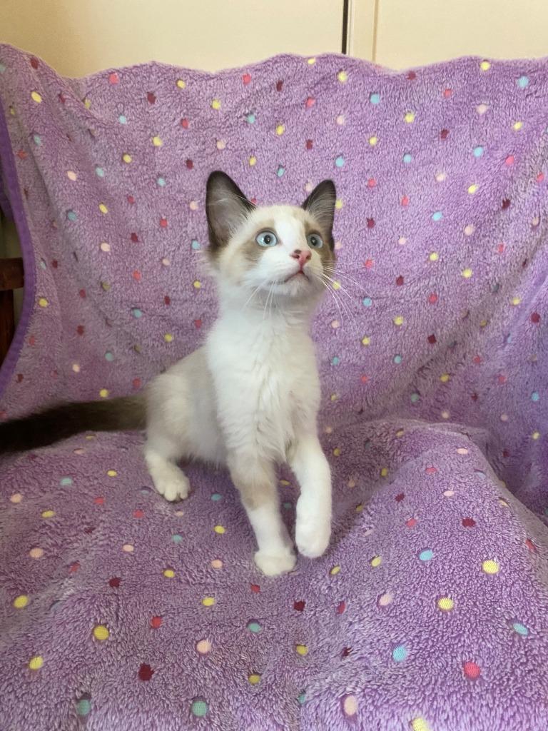Milton, a Adopted mixed breed in Chino Valley, AZ image 2/3