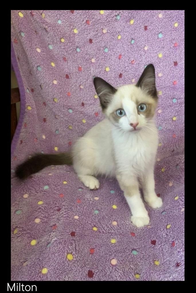 Milton, a Adopted mixed breed in Chino Valley, AZ image 3/3