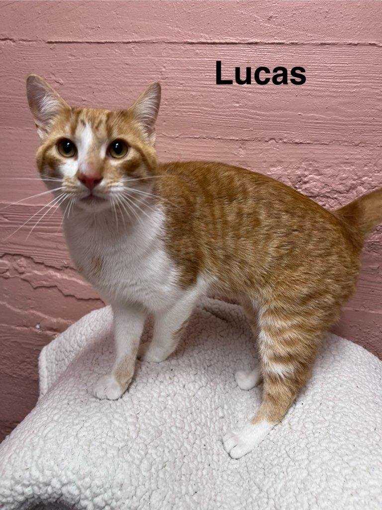 Lucas, ADOPTABLE, Adult Male Domestic Short Hair.