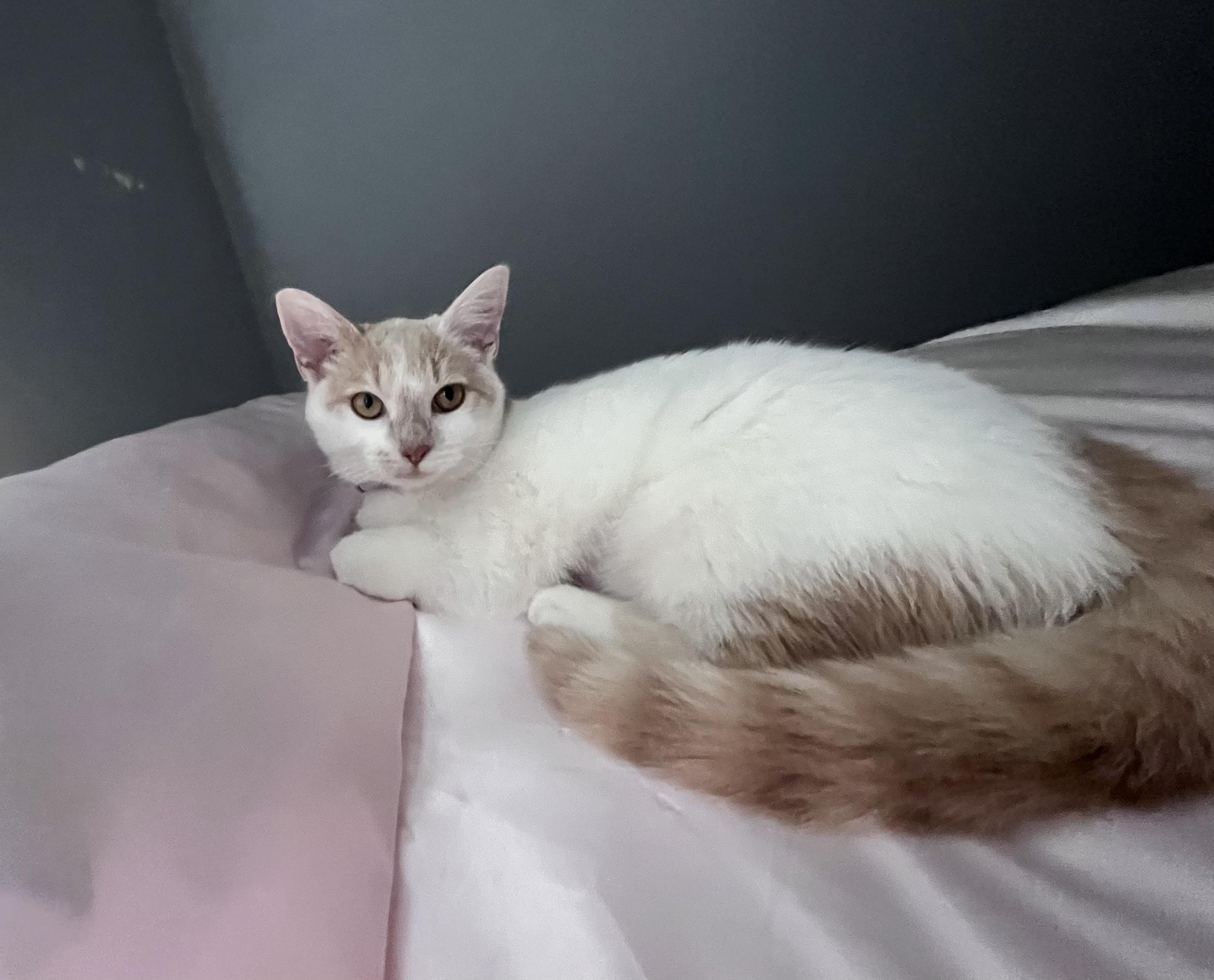 Peaches, adopted, Young Female Domestic Short Hair.