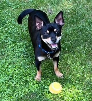 Enlarge Bandit, an adopted mixed breed in Farmingville, NY image 1/2