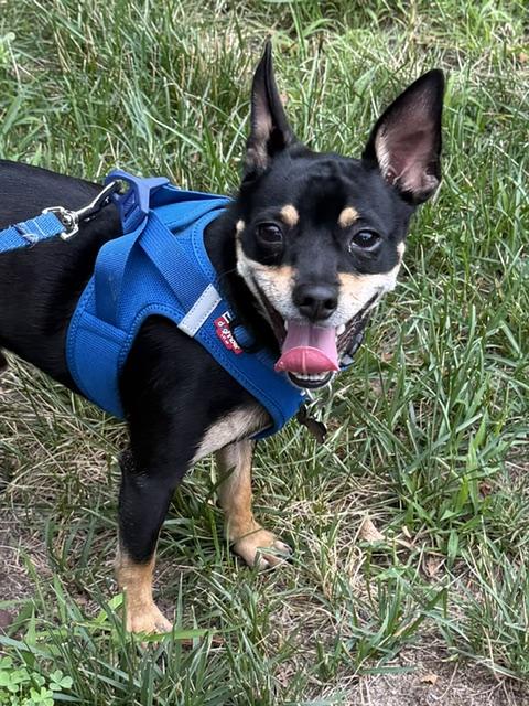 Enlarge Bandit, an adopted mixed breed in Farmingville, NY image 2/2
