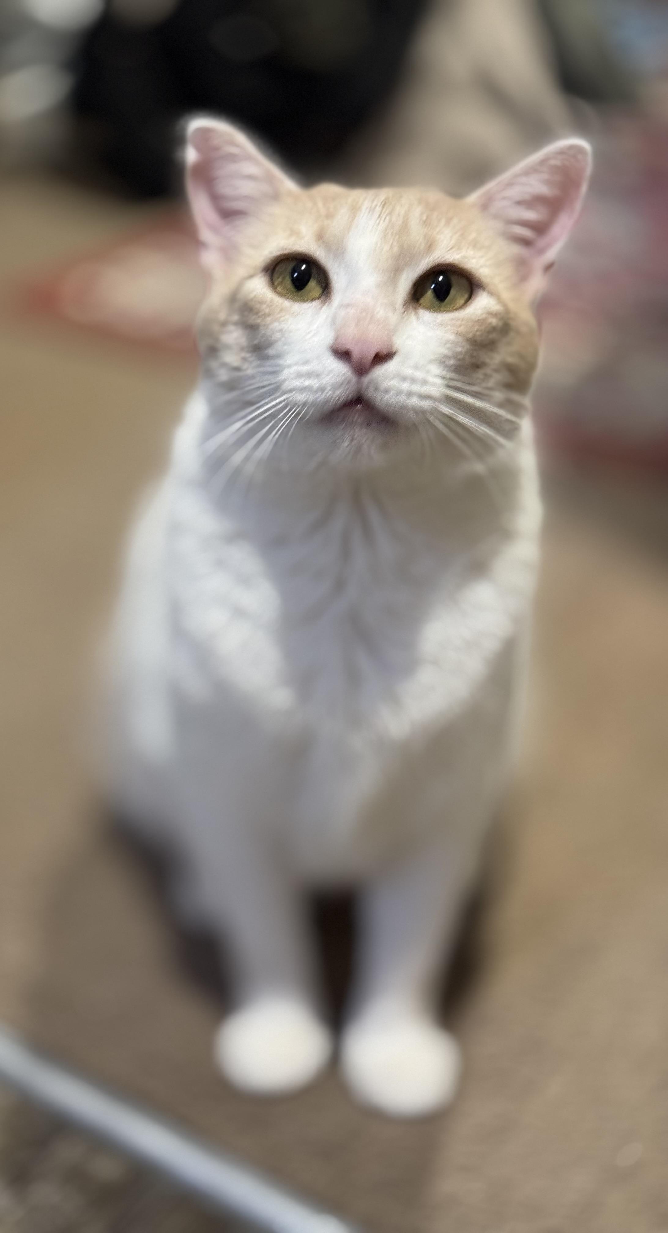 Enlarge Elsa, a Adoptable Domestic Short Hair in Williamsburg, NM image 2/6